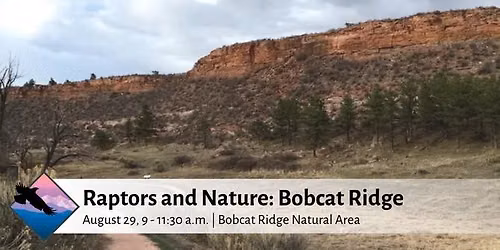 Raptors & Nature: Bobcat Ridge
