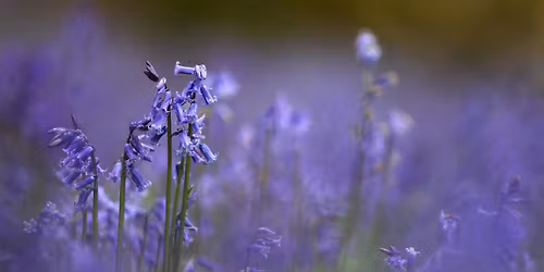 Photography - Beautiful Bluebells