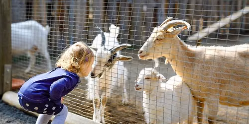 River Ridge's Chicken John's Petting Zoo