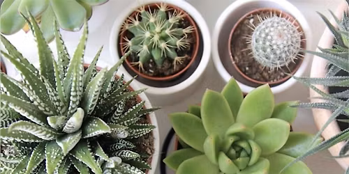 DIY Mini Succulent Potting