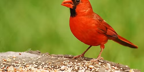 It’s a Wonderful Night in Turner falls  … for the Birds!