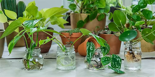 Earth Day Plant Swap and Share