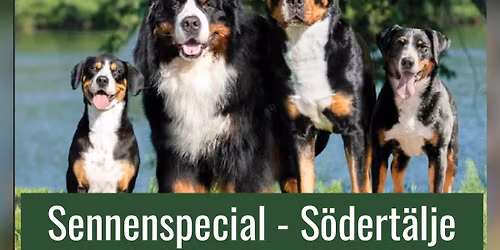 Sennenspecial -Swedish Mountaindog Clubshow - European Dog Show 2026