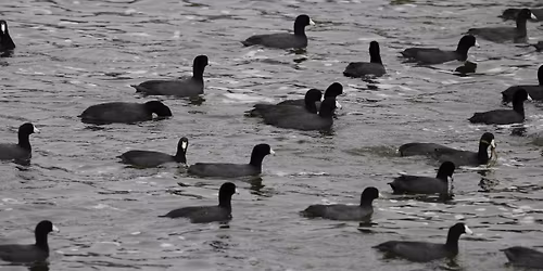 Fall Migration Field Trip #2