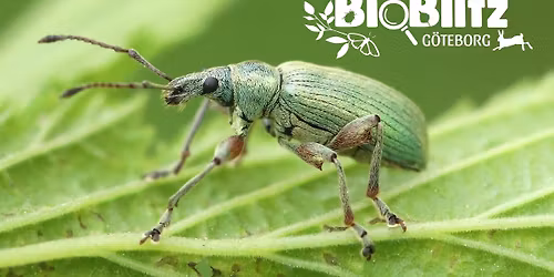 Bioblitz - Artletarjakt i H\u00f6gsbo