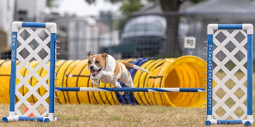 Agility Fun Match
