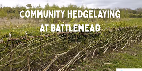 Hedgelaying at Battlemead
