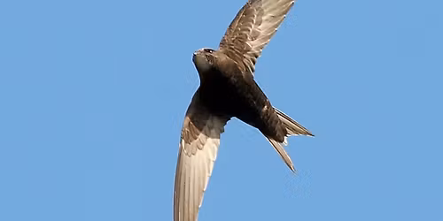 Durham Swift City: A call for Swift Action