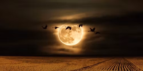 Full Moon Swim (Beaver Moon)