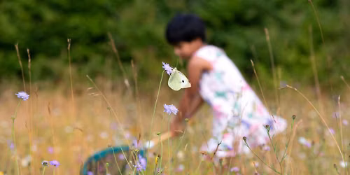 Discover and Explore - Butterflies, Moths and Caterpillars Family Fun - PP