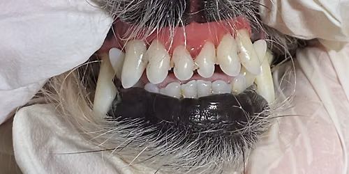Anesthetic-free Teeth Cleaning -  Kamloops Total Pet Sahali