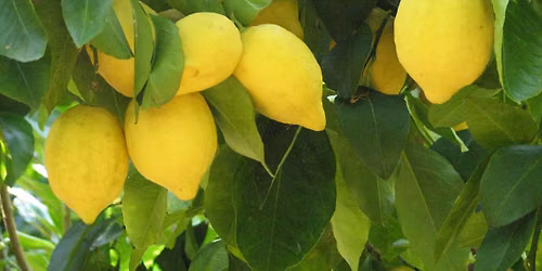 Sorrento: Lemon, Olive Oil and Wine Farm w\/Lunch - Daily