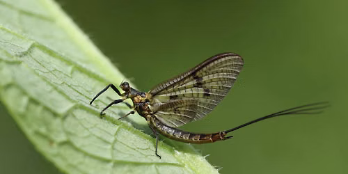 Fall Bug Hunt