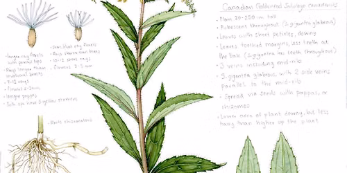 Monthly Herbal Class on Goldenrod (pre registration required)