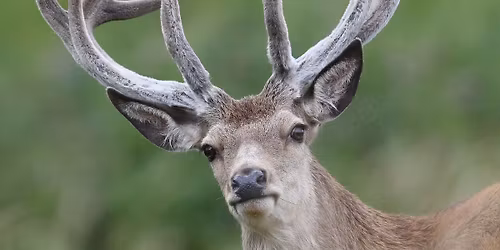 The Red Deer of Exmoor