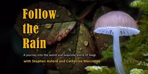 Follow the Rain: A magical journey into the weird and wonderful world of fungi