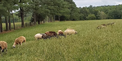 AHBA Herding Trial at On the Lamb