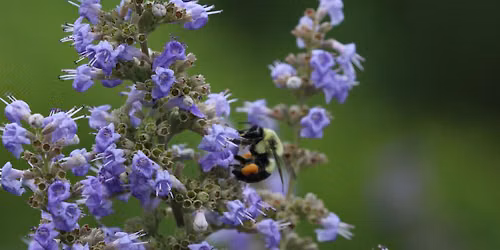 Pollinator Gardening