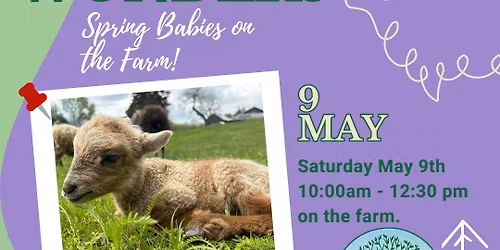 Wooly Wonders: Spring on the Farm