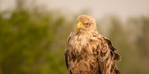 Indoor Meeting - Secret Wildlife of the Cairngorms with Nick Martin
