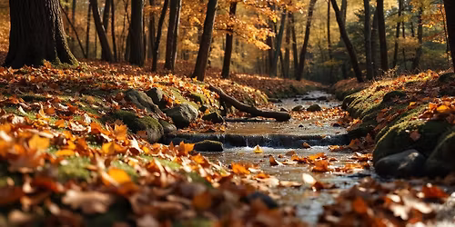 Bain de for\u00eat au Sal\u00e8ve 7 novembre 10h15, Presilly