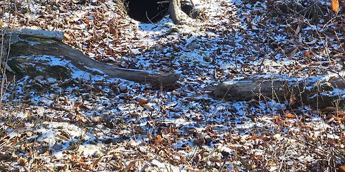 Guided Walks: Animal Hibernation