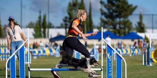 Agility Intensivtraining mit Sophie Rose
