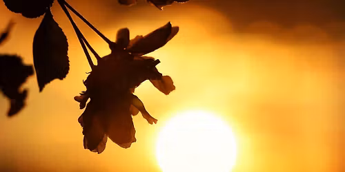 Holy Fire\u00ae Reiki  Level 1 Training