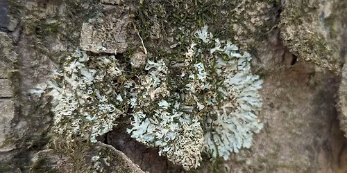 Lichens with Bob Klips
