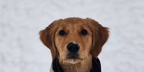 Valpekurs innend\u00f8rs | k\u00fan 3 plasser igjen | Asker | Poverud Poter