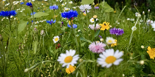 Plant a Flower at Redhill Park