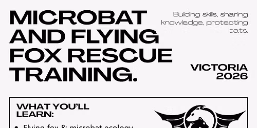 Bendigo Microbat and Flying Fox Rescue Training 29 August
