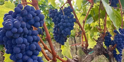 Weinverkostung \u2013 S\u00fcdfrankreichs Schatzkiste