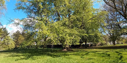 Let's appreciate our trees! A guided walking tour