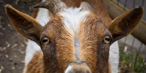 Fantastic Farm Animals Camp