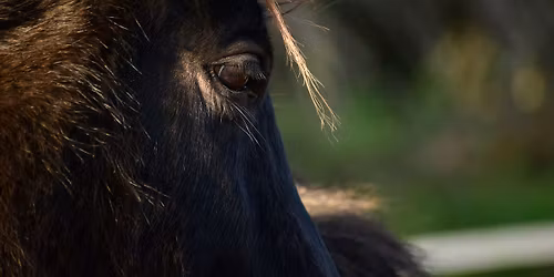 Finding Your Connection Clinic w\/ Rosca Horsemanship at Professional Equine Services, Newark, Notts
