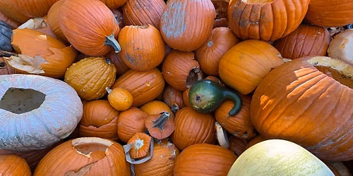 Pumpkins in the Park