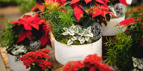 Winter Poinsettia Planter Workshop at West Coast Gardens