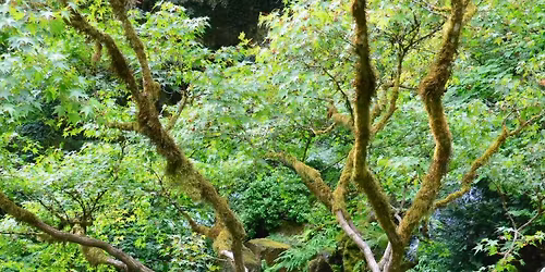Bonsai & pre bonsai purge sale