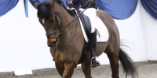 Selston E.C\u2019s Winter Series - End of Season Dressage