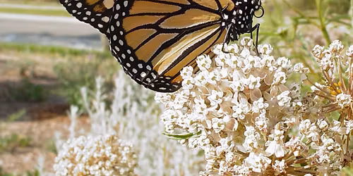 Bird & Butterfly Gardening \u2022 The Poetry of Spring