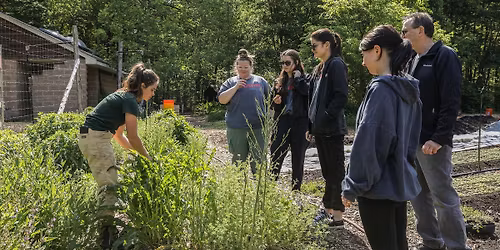 Spring Wild Food Walk