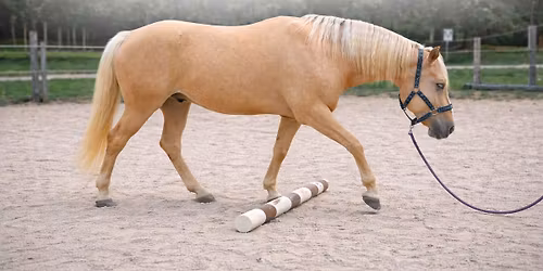 Workshop FYZIO - CVI\u010cEN\u00cd s kon\u011bm \u010d\u00e1st II.  s MVDr. Dominikou \u0160vehlovou