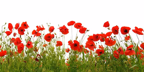 BAT RUN 1 - The Poppy Run