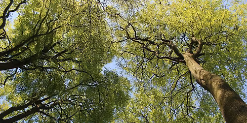 Urban Nature Club at Centre for Wildlife Gardening: Incredible Trees