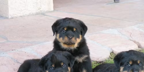GCSRC Specialty Dog Show
