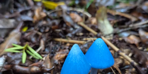 Evening meeting - A mycology of New Zealand in 10 fungi