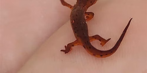 Naturalist Club: Amphibians of Cobb County