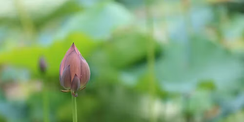 GROUNDING GONGS + TIBETAN BOWLS + FLUTE: ROOT CHAKRA