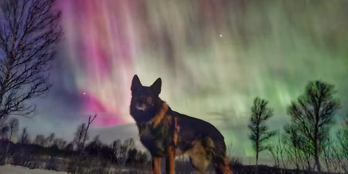Fordypning i hund. Hundens mentalitet. Oppdragelse og skolegang. 
